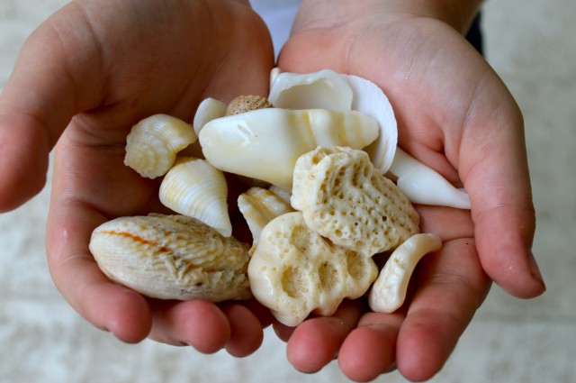 Shells