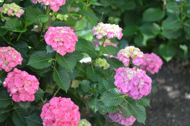 Hydrangeas